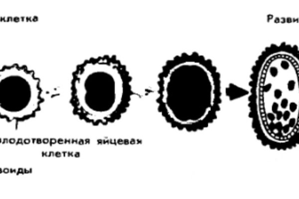 Пополнить кошелек кракен